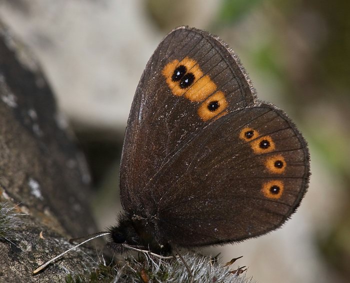 Rundaugen Mohrenfalter (Erebia medusa)