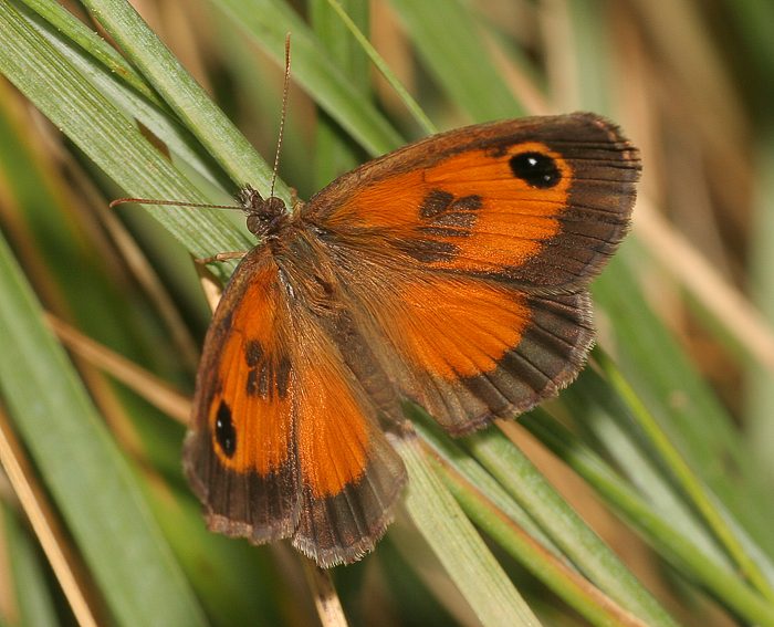 Sdliches Ochsenauge (Pyronia cecilia)