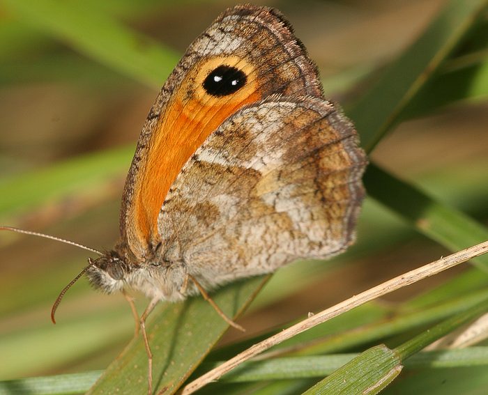 Sdliches Ochsenauge (Pyronia cecilia)