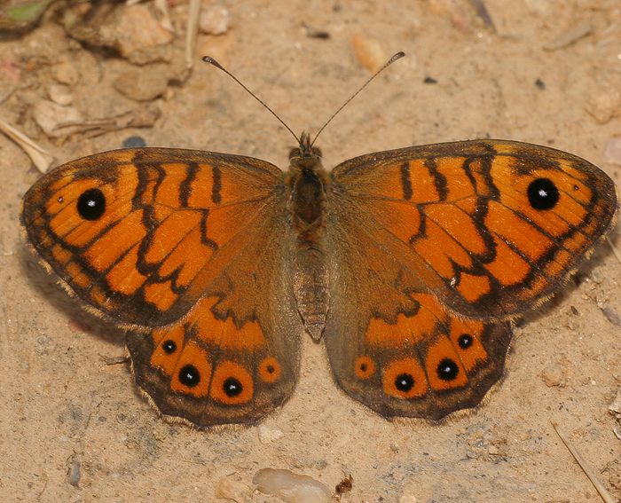 Mauerfuchs (Lasiommata megera)