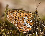 Silberfleck-Perlmuttfalter (Boloria euphrosyne) [1835 views]