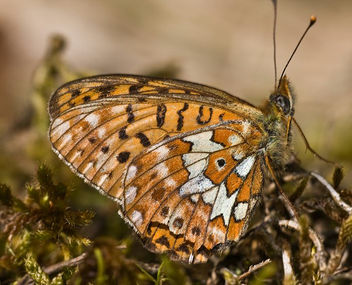 Silberfleck-Perlmuttfalter (Boloria euphrosyne)