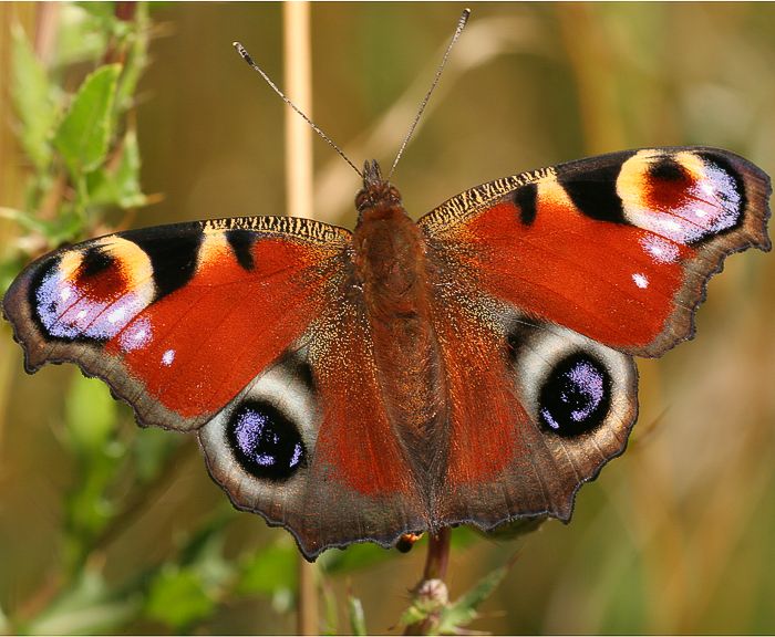 Tagpfauenauge (Inachis io)