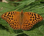 Kaisermantel (Argynnis paphia) ♀ [2465 views]
