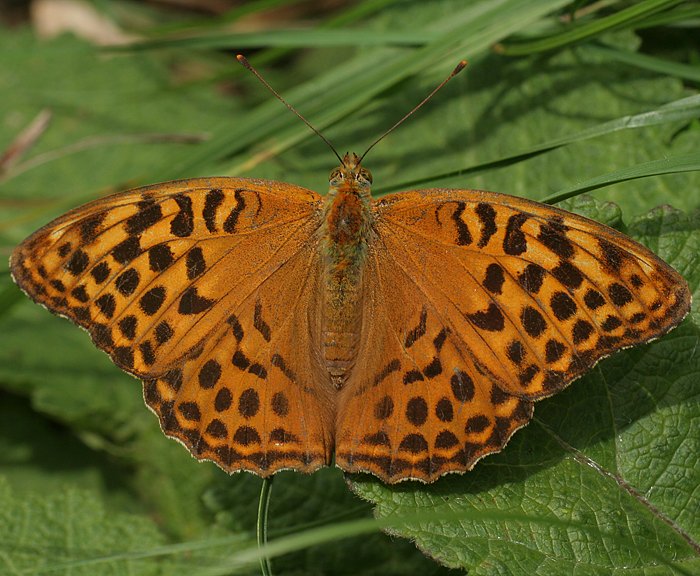 Kaisermantel (Argynnis paphia) ♀