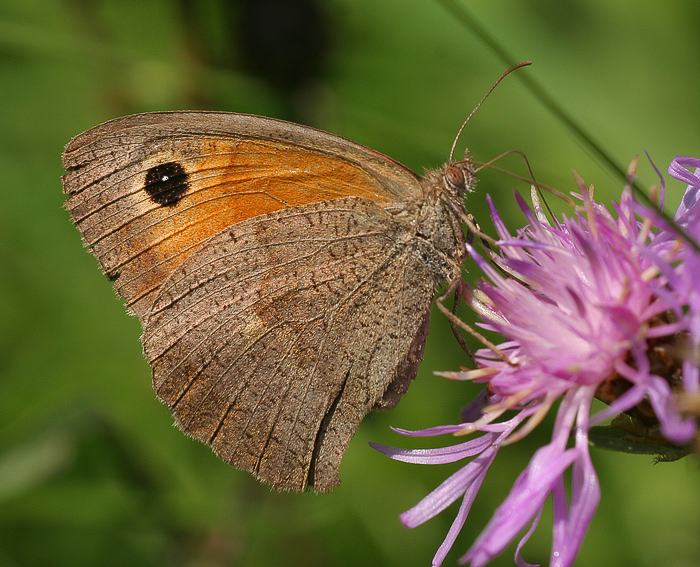 Groes Ochsenauge (Maniola jurtina)