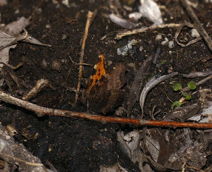 Großer Fuchs (Nymphalis polychloros)