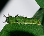 Kleiner Eisvogel (Limenitis camilla) Raupe [1826 views]