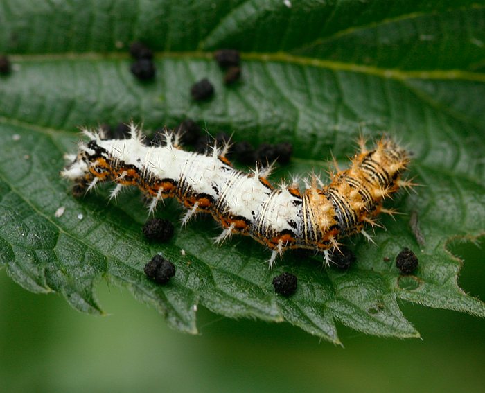 C-Falter (Polygonia C-album) Raupe