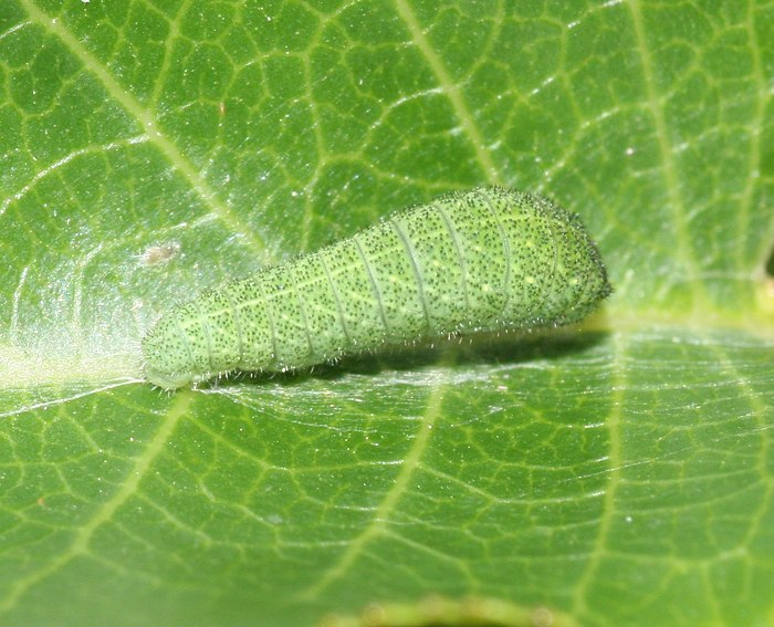 Segelfalter (Iphiclides podalirius) Raupe