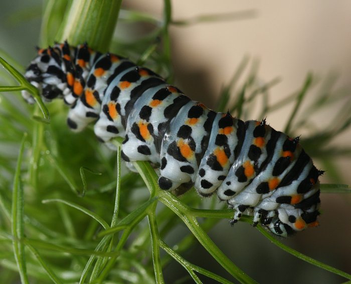 Schwalbenschwanz (Papilio machaon) Raupe