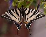 Segelfalter (Iphiclides podalirius) [2871 views]