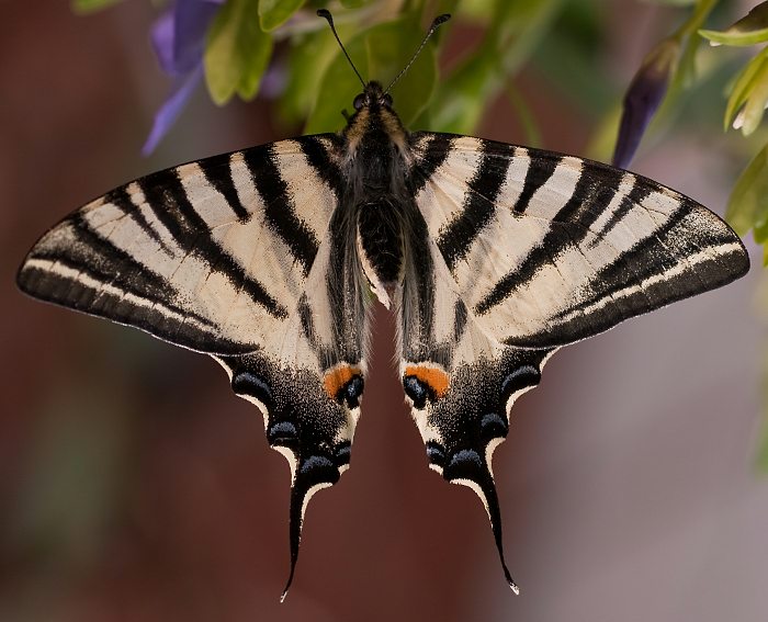 Segelfalter (Iphiclides podalirius)