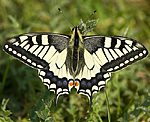 Schwalbenschwanz (Papilio machaon) [3323 views]