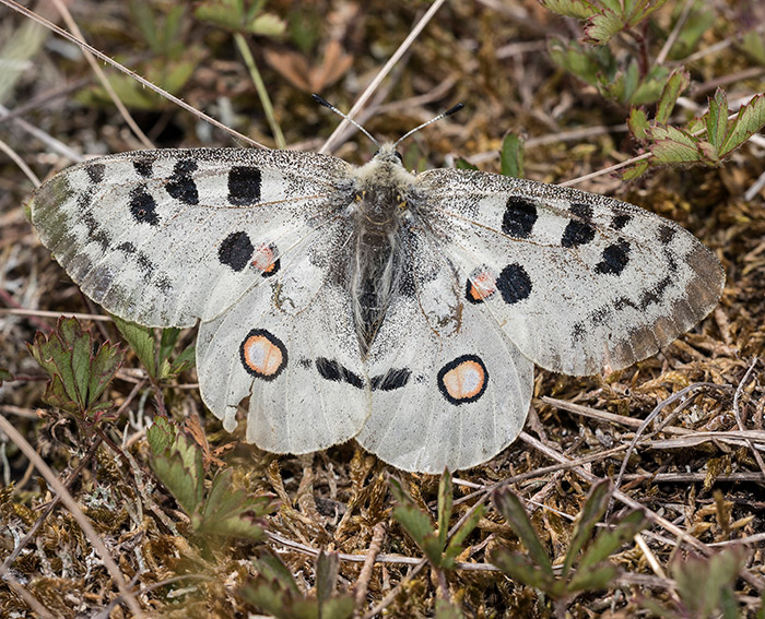 Apollofalter (Parnassius apollo)