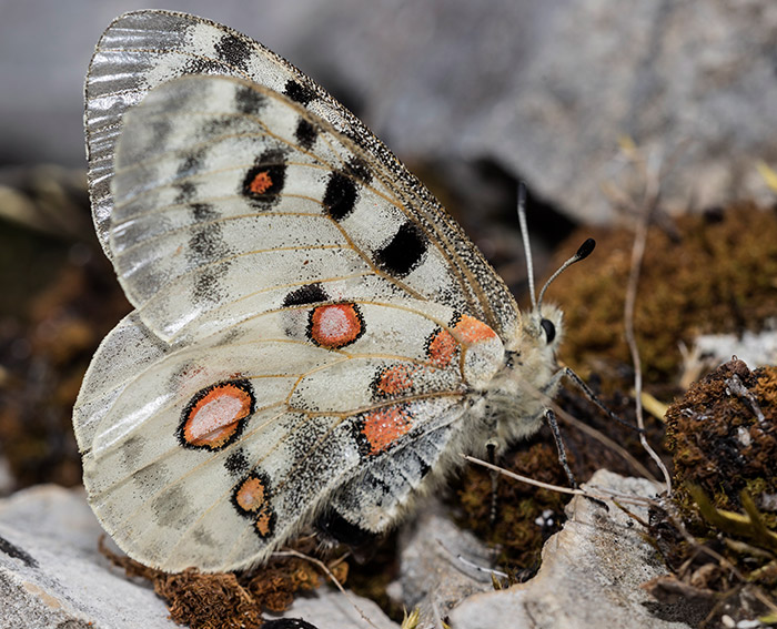 Apollofalter (Parnassius apollo)