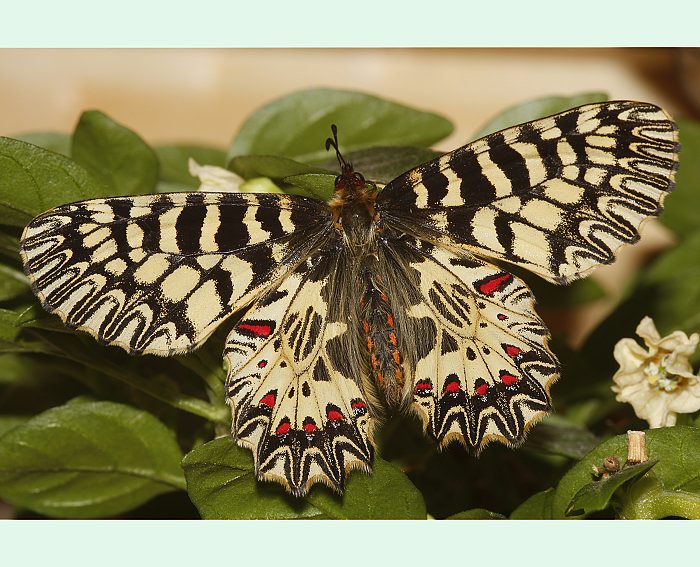 Osterluzeifalter (Zerynthia polyxena)