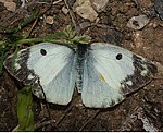 Goldene Acht (Colias Hyale) ♀ [2001 views]