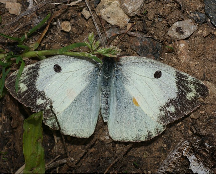 Goldene Acht (Colias Hyale) ♀