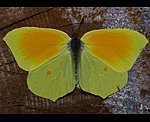 Kleopatrafalter (Gonepteryx cleopatra) [2169 views]