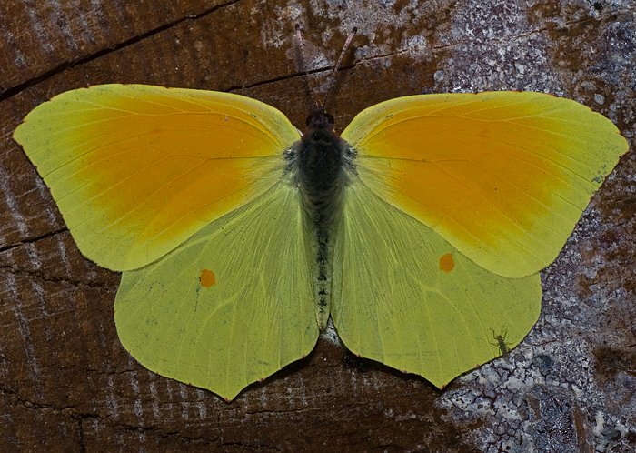 Kleopatrafalter (Gonepteryx cleopatra)