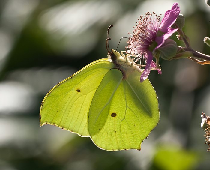 Zitronenfalter (Gonepteryx rhamni) ♂