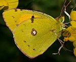 Postillion (Colias croceus) [2857 views]