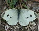 Kleiner Kohlweissling (Pieris rapae) [3624 views]