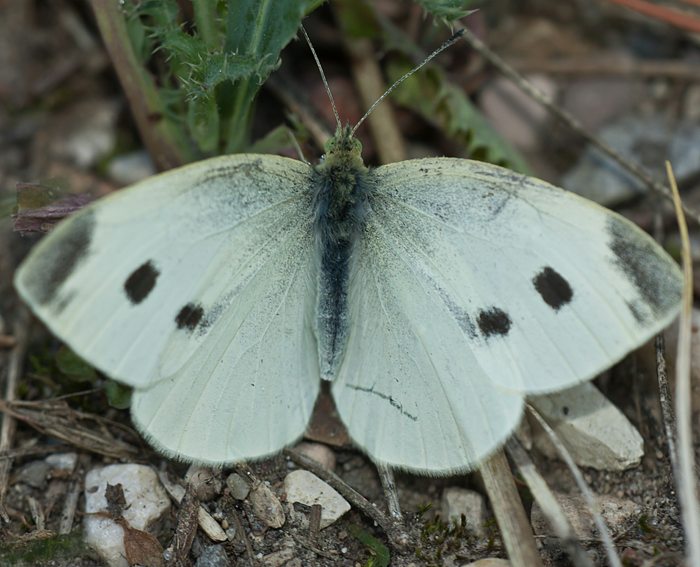 Kleiner Kohlweissling (Pieris rapae)