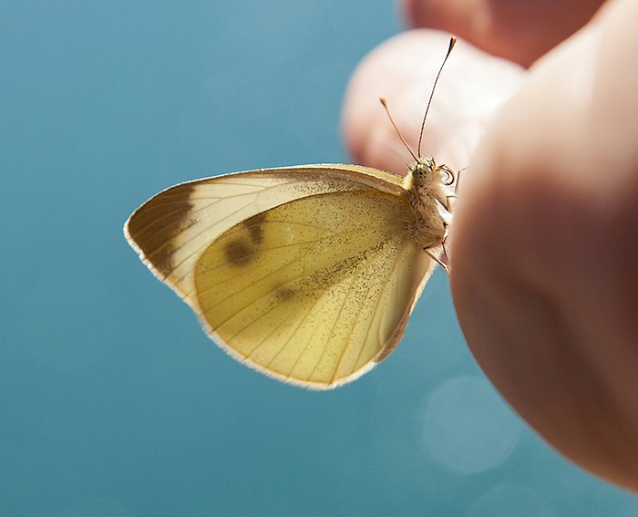 Karstweiling (Pieris mannii)