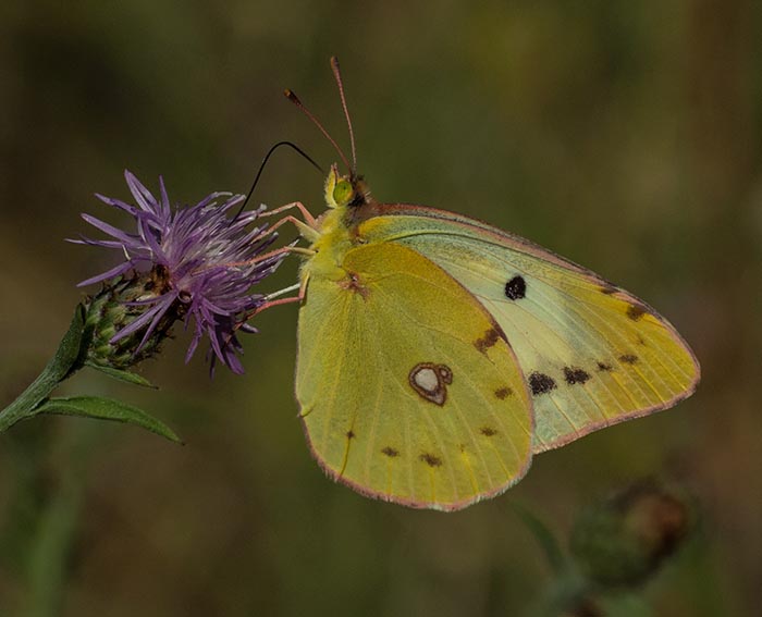 Goldene Acht (Colias Hyale)