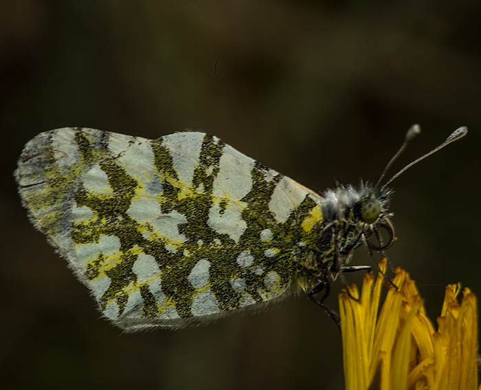 stlicher Gesprenkelter Weiling (Euchloe ausonia)