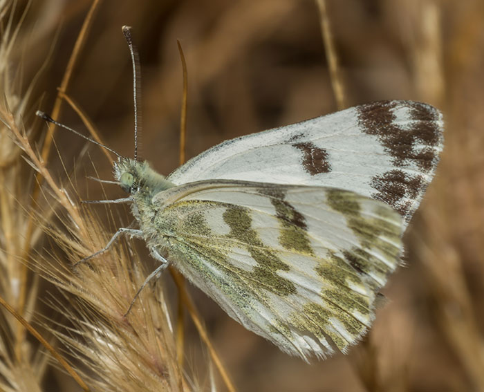 Westlicher Gesprenkelter Weiling (Euchloe crameri)