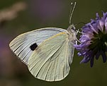 Groer Kohlweiling (Pieris brassicae) [2390 views]