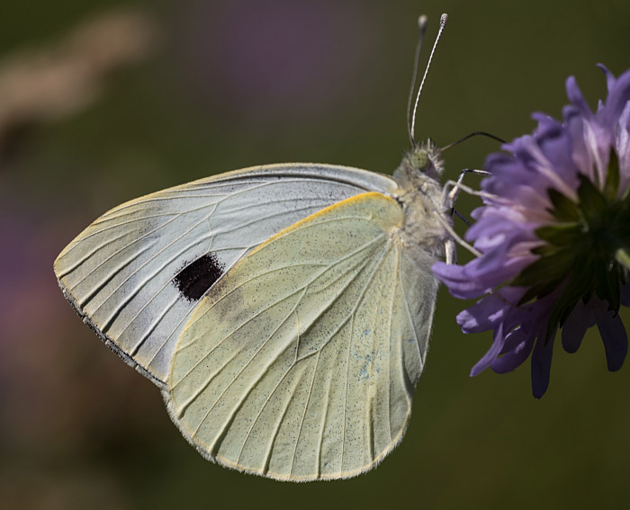 Groer Kohlweiling (Pieris brassicae)