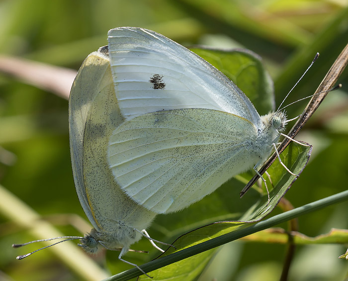 Kleiner Kohlweissling (Pieris rapae)