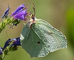 Zitronenfalter (Gonepteryx rhamni) ♀ [1974 views]