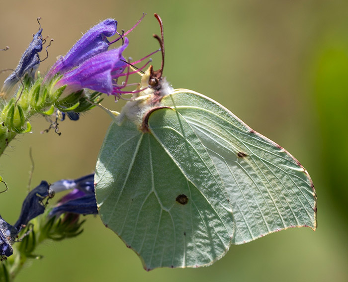 Zitronenfalter (Gonepteryx rhamni) ♀