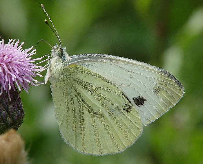 Rapsweissling (Pieris napi)