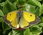 Postillion (Colias croceus) [2701 views]