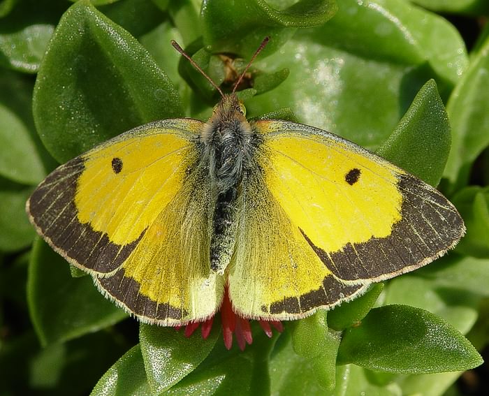 Postillion (Colias croceus)