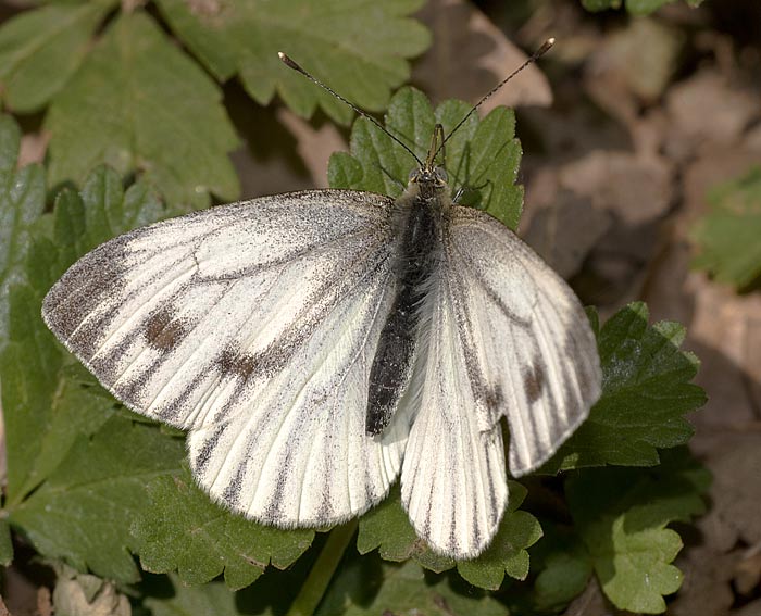 Rapsweissling (Pieris napi)