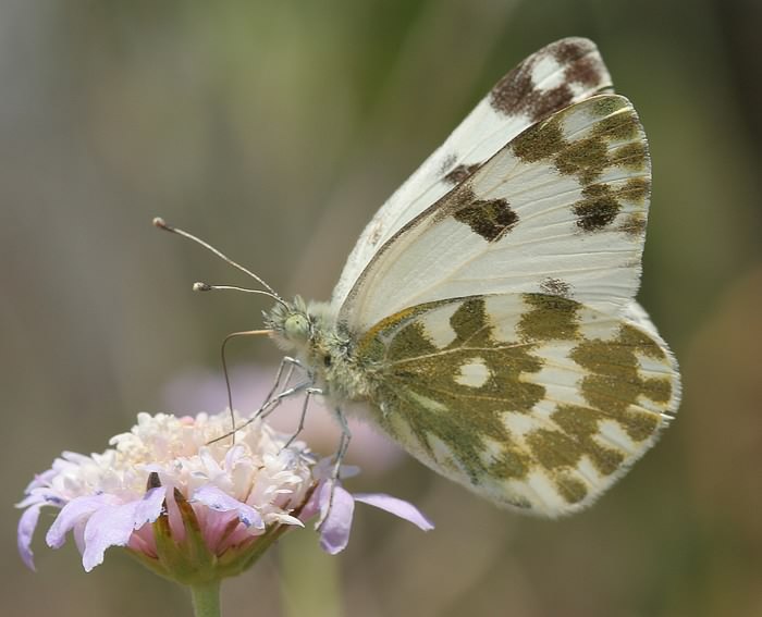 Resedafalter (Pontia daplidice)