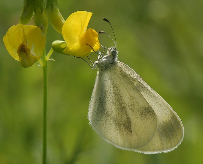 Tintenfleck-Weiling (Leptidea sinapis)