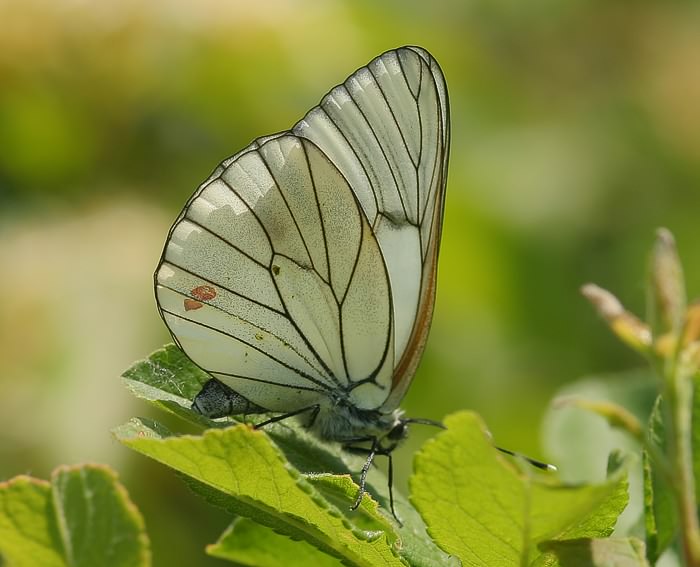 Baumweiling (Aporia crataegi)