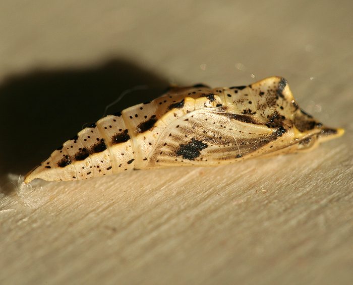 Rapsweissling (Pieris napi) Puppe