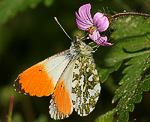 Aurorafalter (Anthocharis cardamines) ♂ [2600 views]