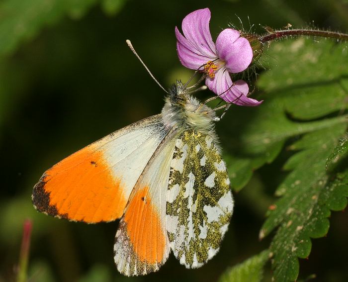 Aurorafalter (Anthocharis cardamines) ♂