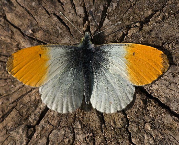 Aurorafalter (Anthocharis cardamines) ♂