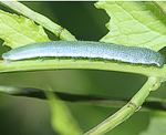 Aurorafalter (Anthocharis cardamines) Raupe [2892 views]